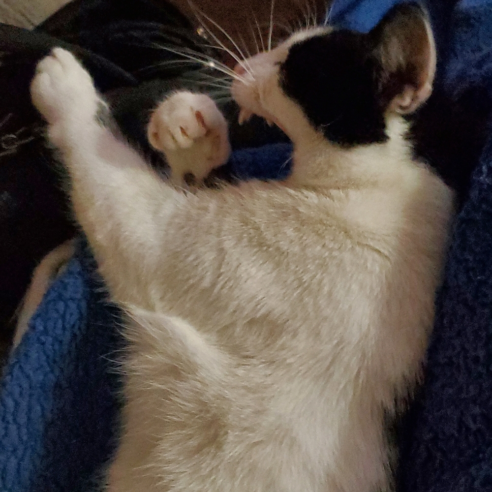 Yawning cat